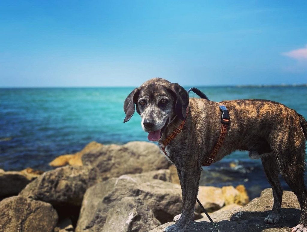 DODGER