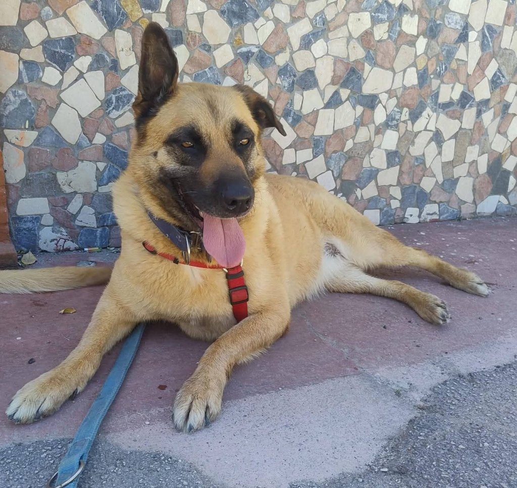 GIULIETTA