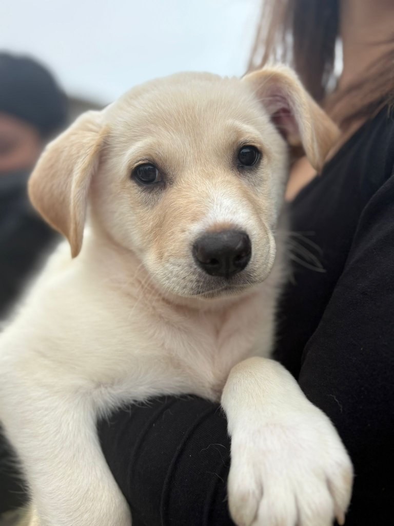 ZELDA