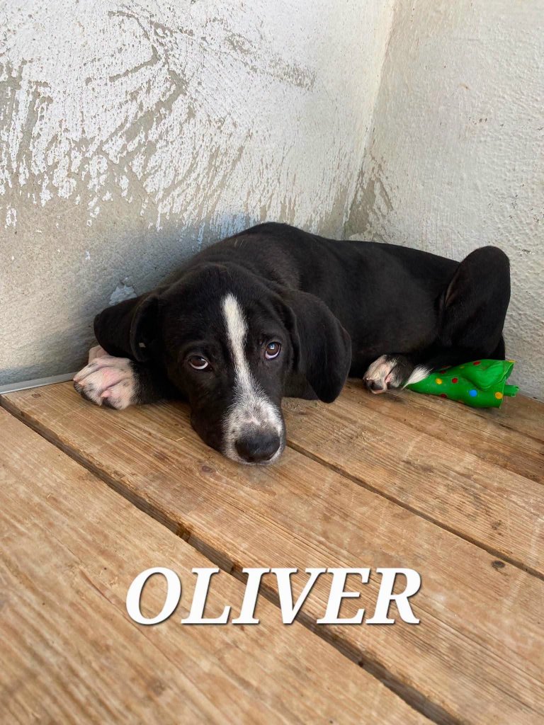 OLIVER